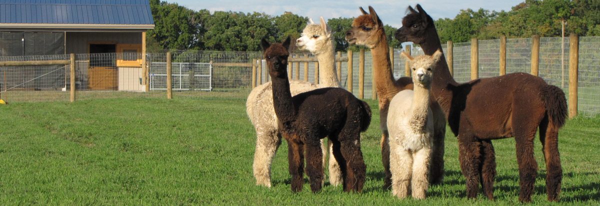 Nite Star Alpacas